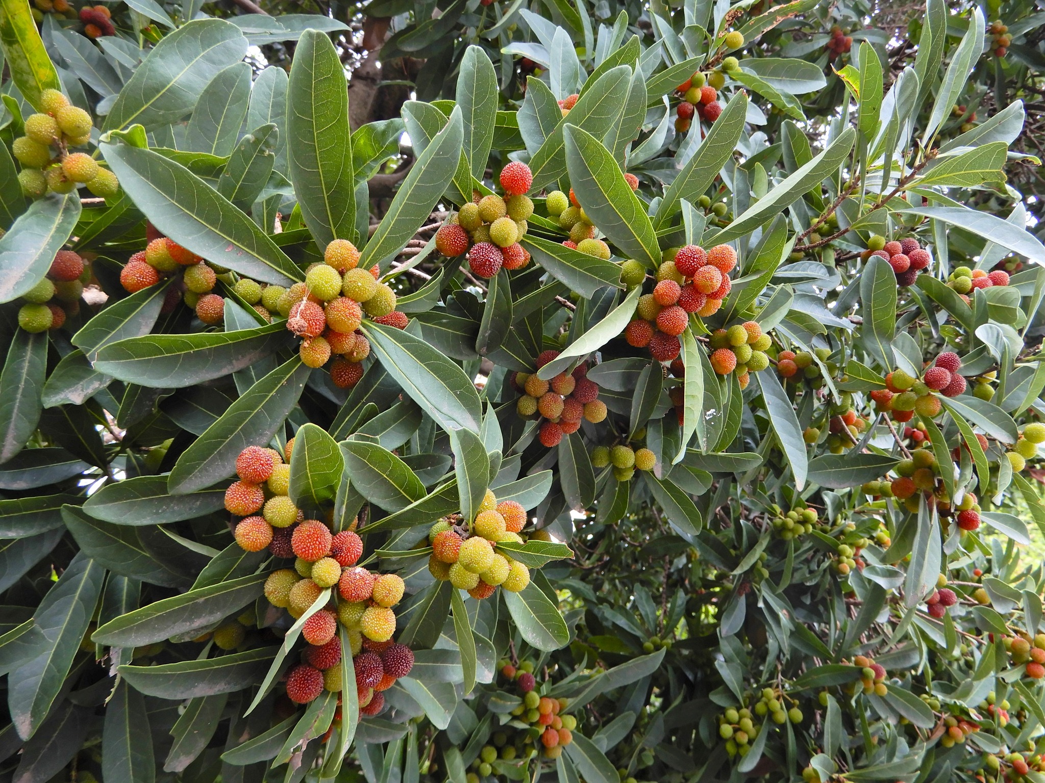 290．《ヤマモモ（山桃）》 | ニッセイ緑の財団ニュース